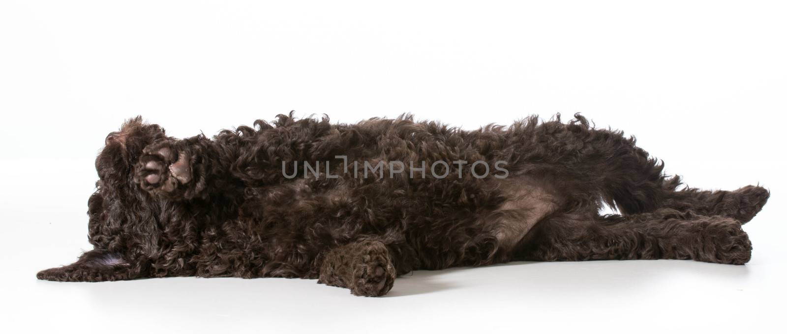 tired barbet puppy laying down resting - 8 weeks old