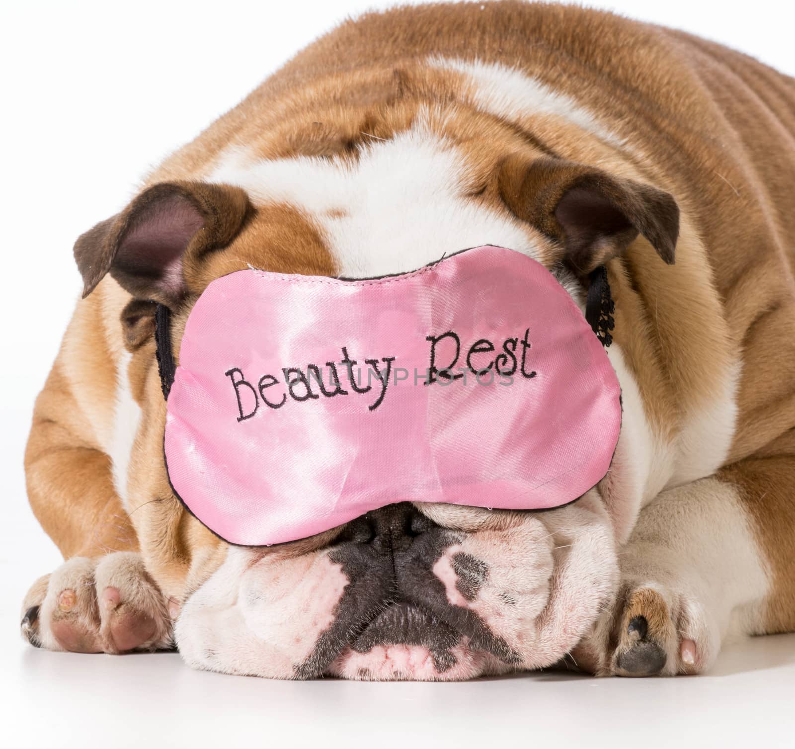 english bulldog wearing beauty rest sleeping mask