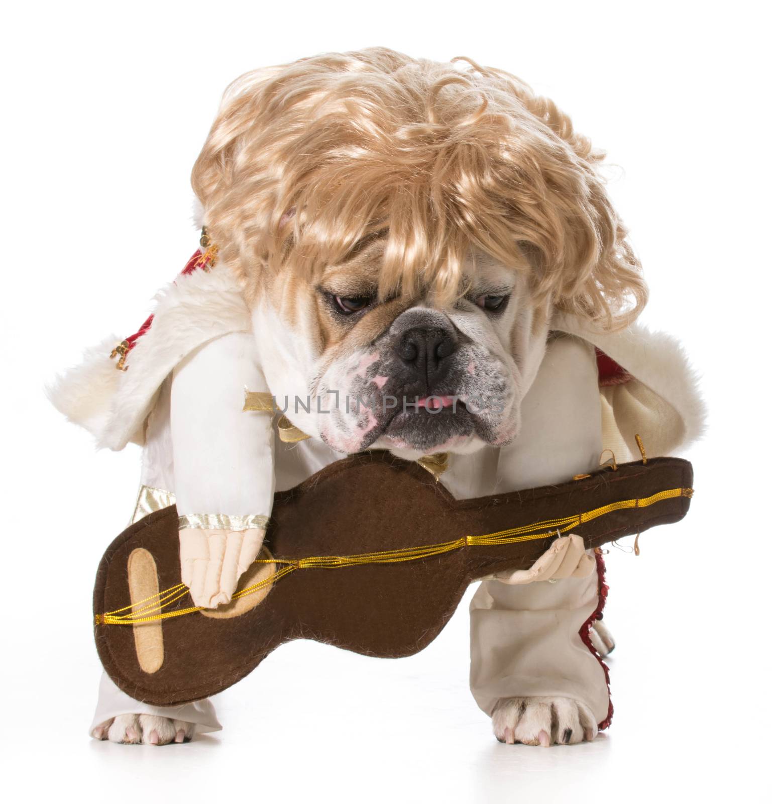 hound dog - english bulldog playing guitar isolated on white