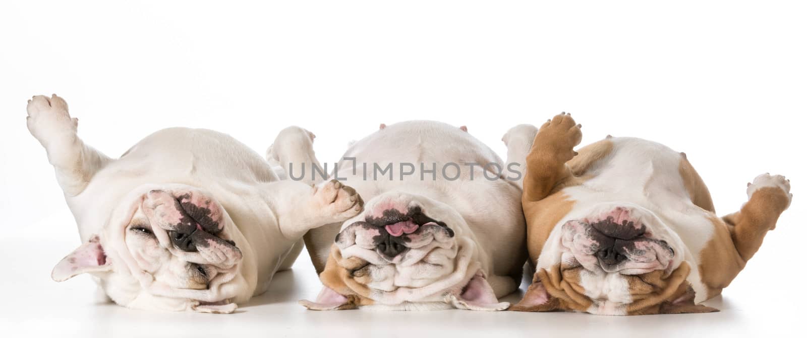 three tired english bulldogs laying on their backs