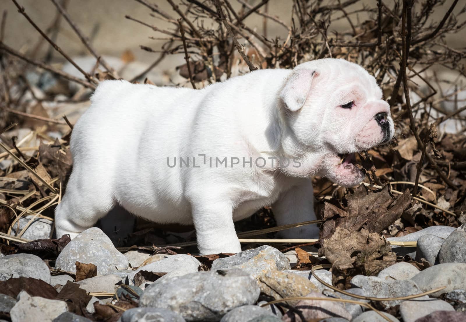 english bulldog puppy outside playing in the leaves
