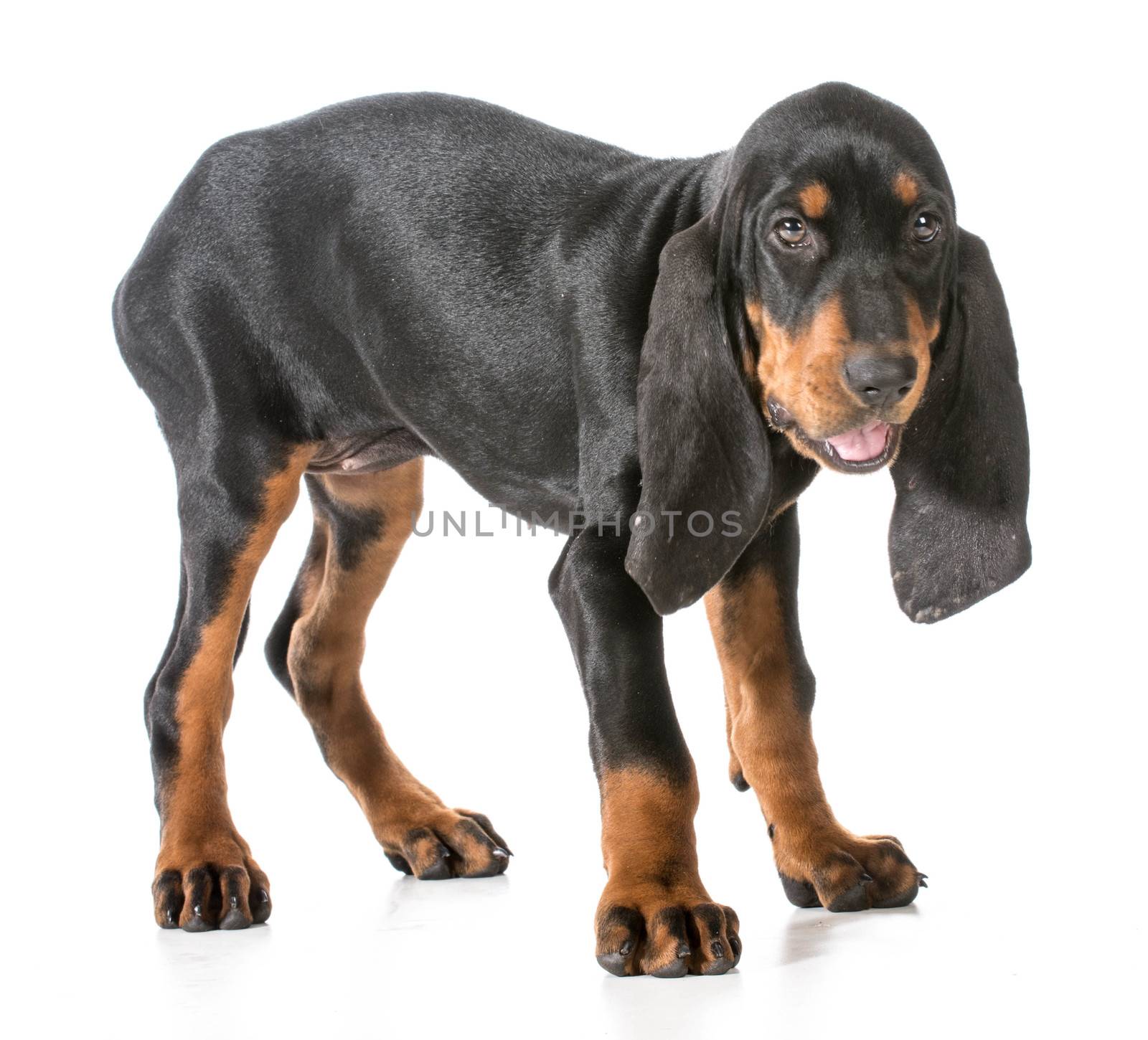 black and tan coonhound with silly expression on white background