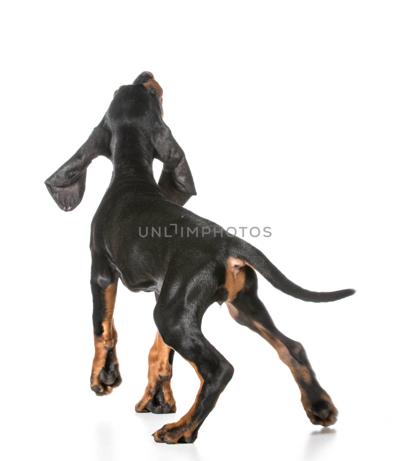 black and tan coonhound reaching up on white background