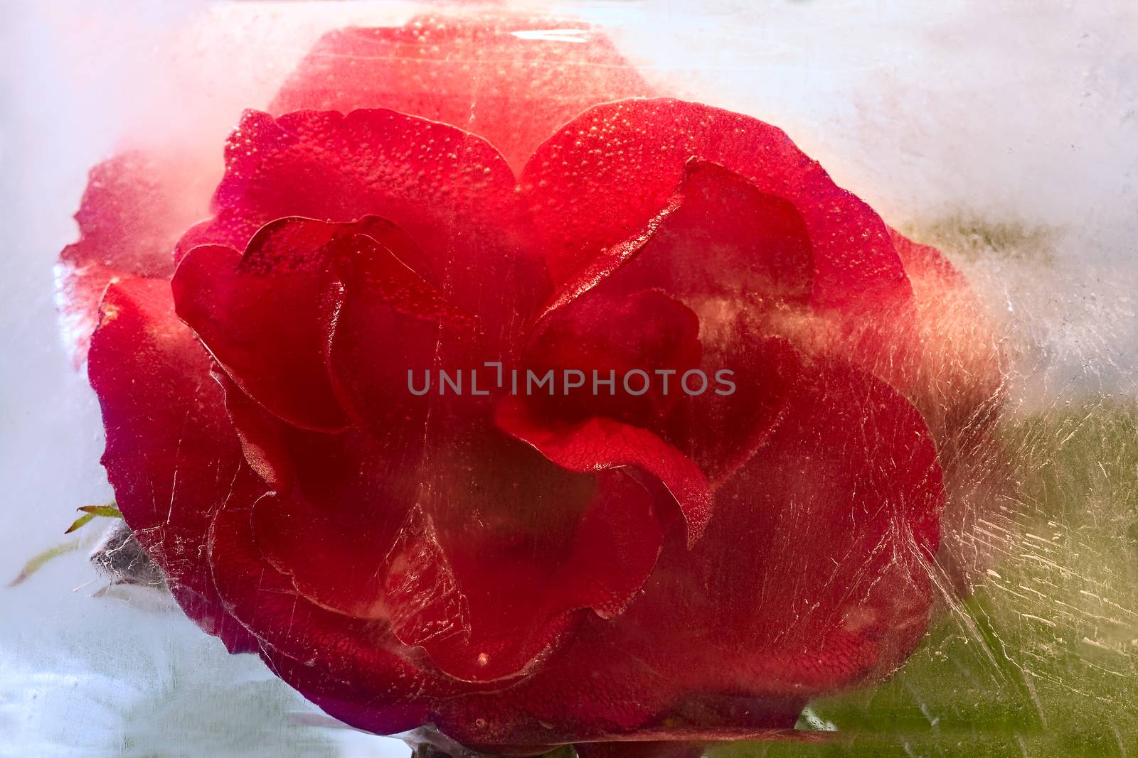  Frozen   red   rose flower  by foryouinf