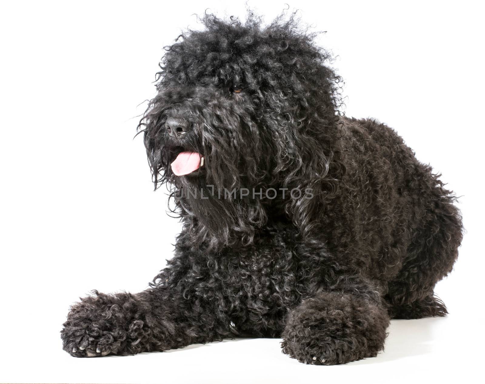 adult barbet laying looking at viewer on white background