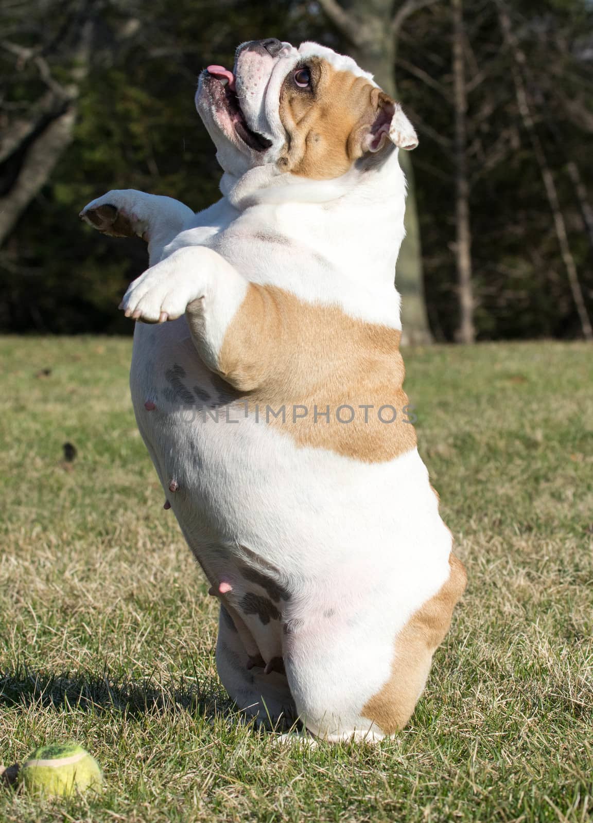 english bulldog begging to play fetch