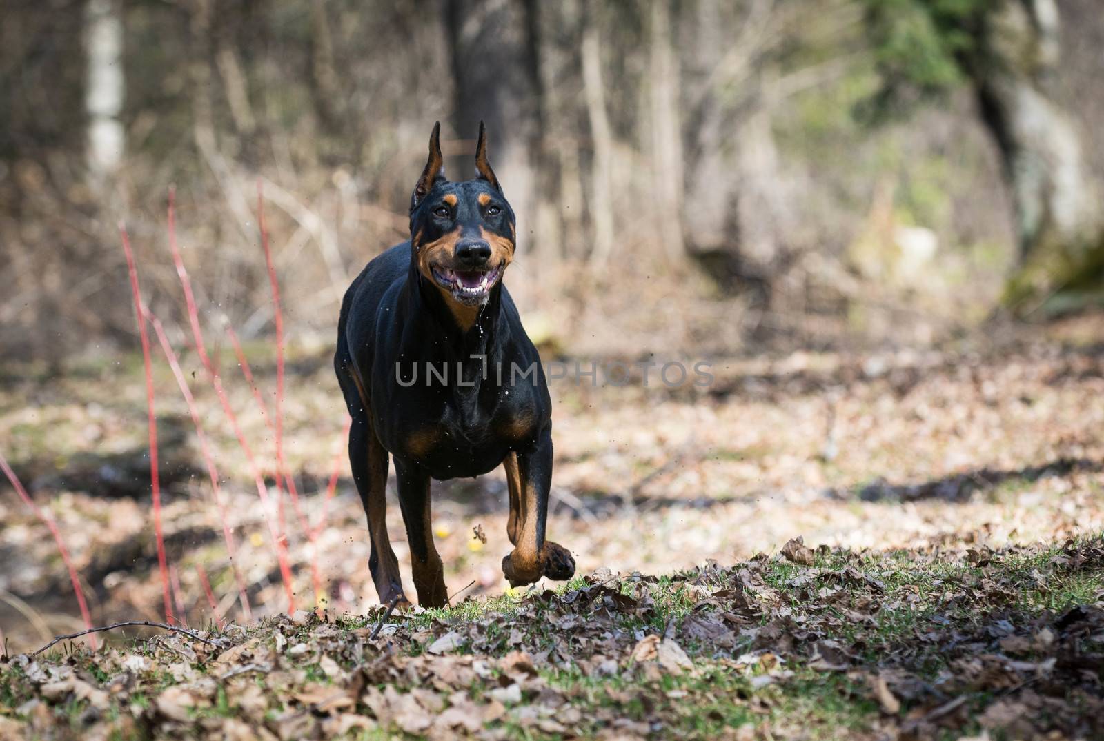 doberman pinscher running in the woods