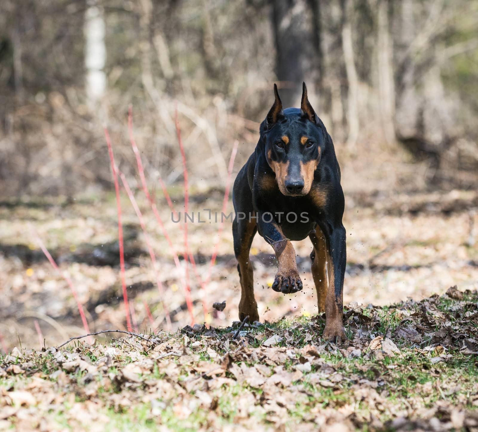 doberman pinscher running in the woods