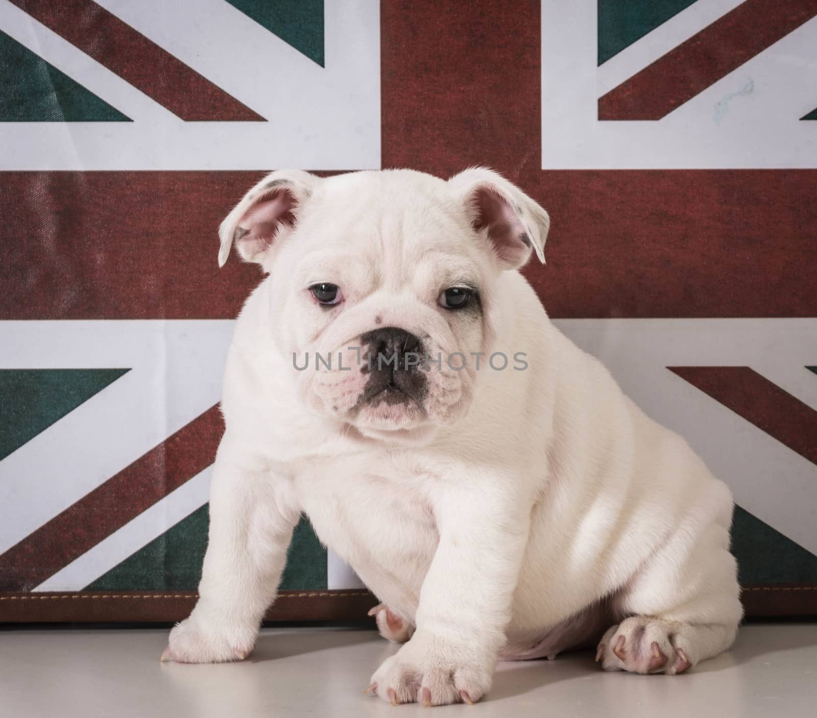 english bulldog puppy sitting