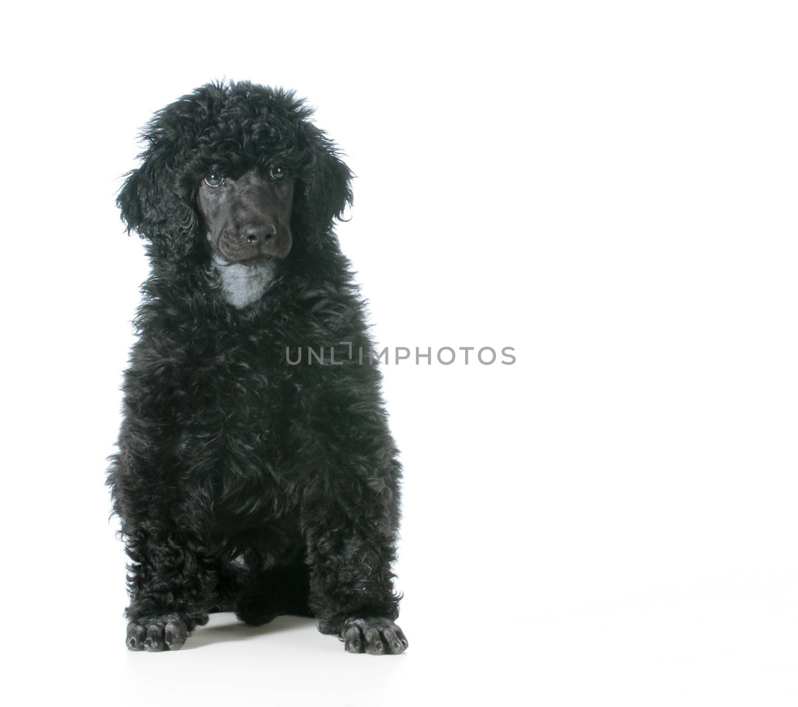 standard poodle puppy sittiting looking at viewer isolated on white background