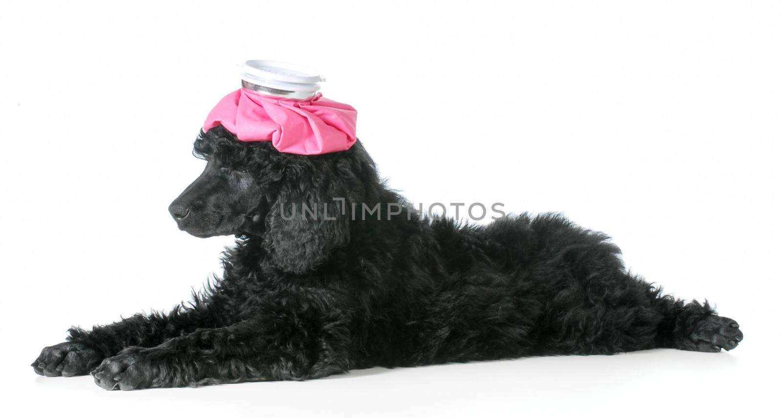 sick dog - standard poodle puppy with hot water bottle one head isolated on white background