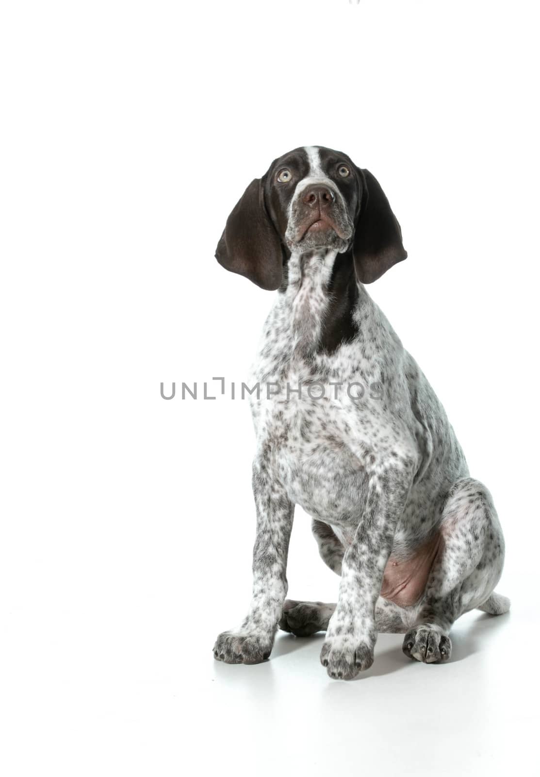 german shorthaired pointer puppy looking up isolated on white background
