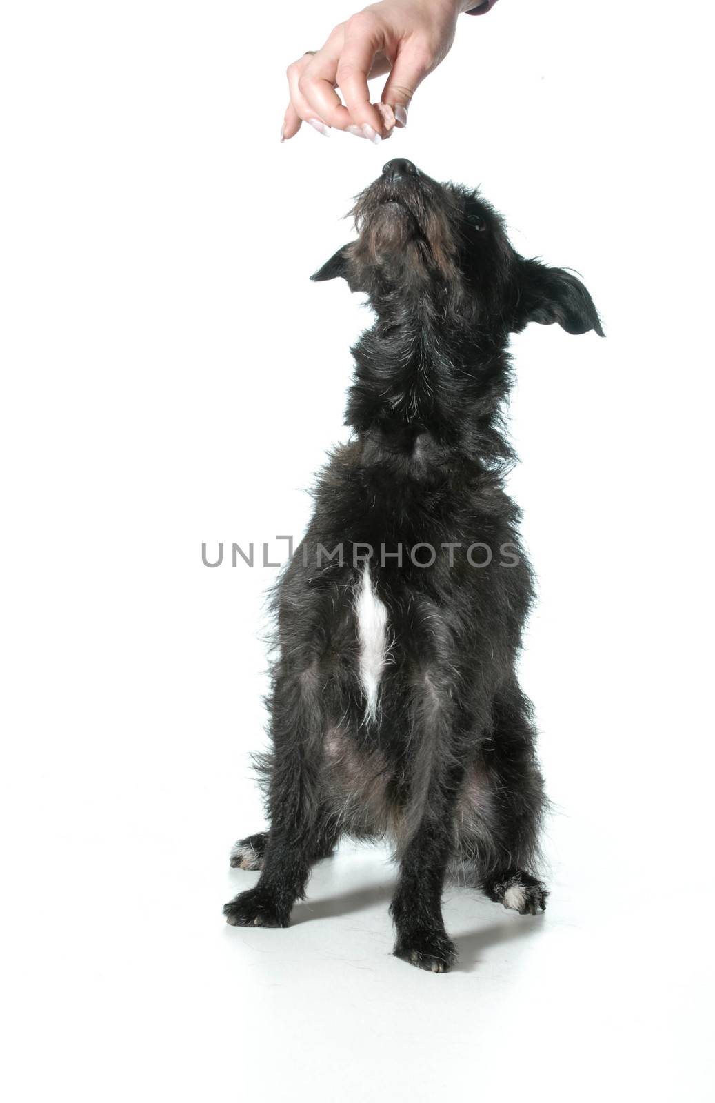 dog begging - mixed breed dog begging for a treat isolated on white background