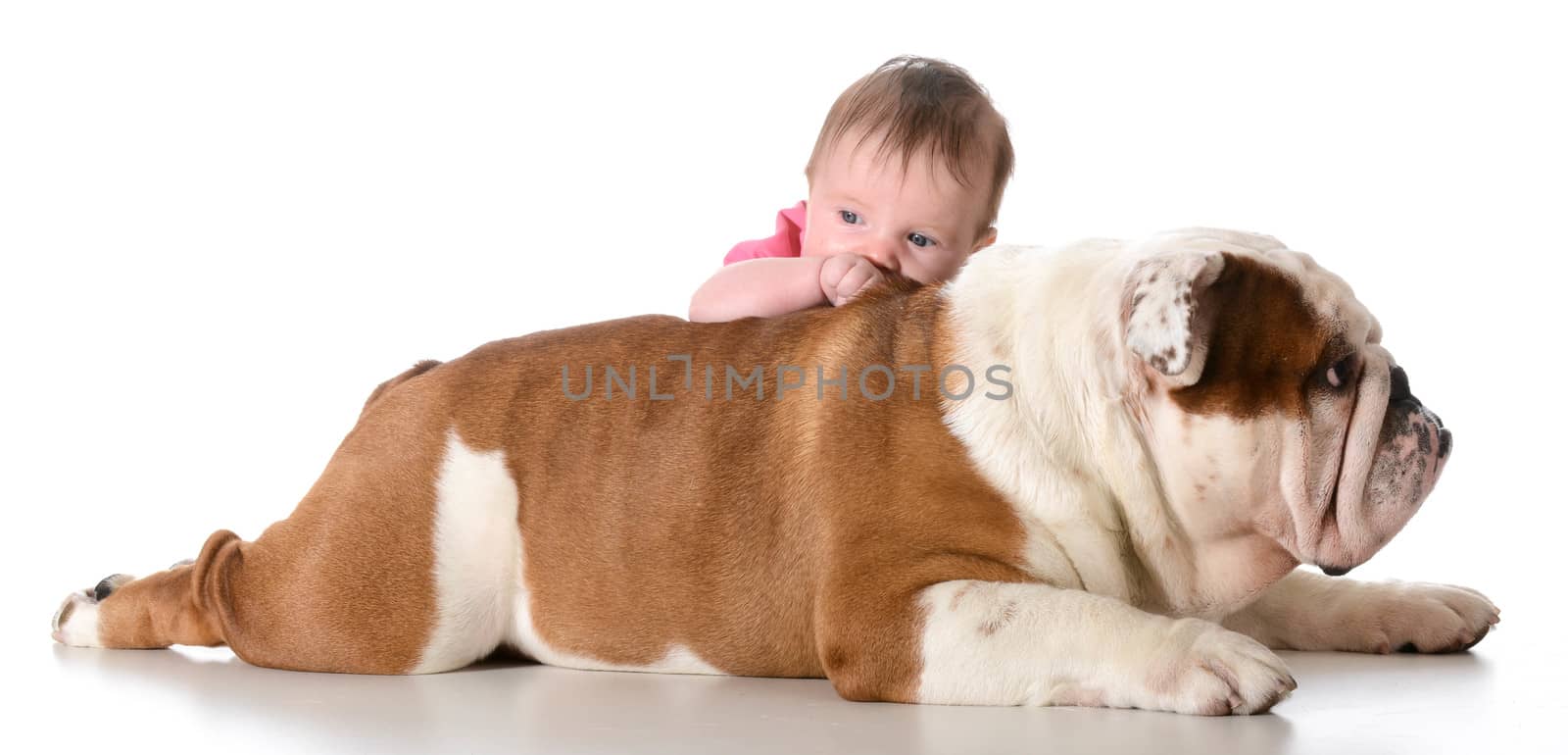 baby with bulldog by willeecole123