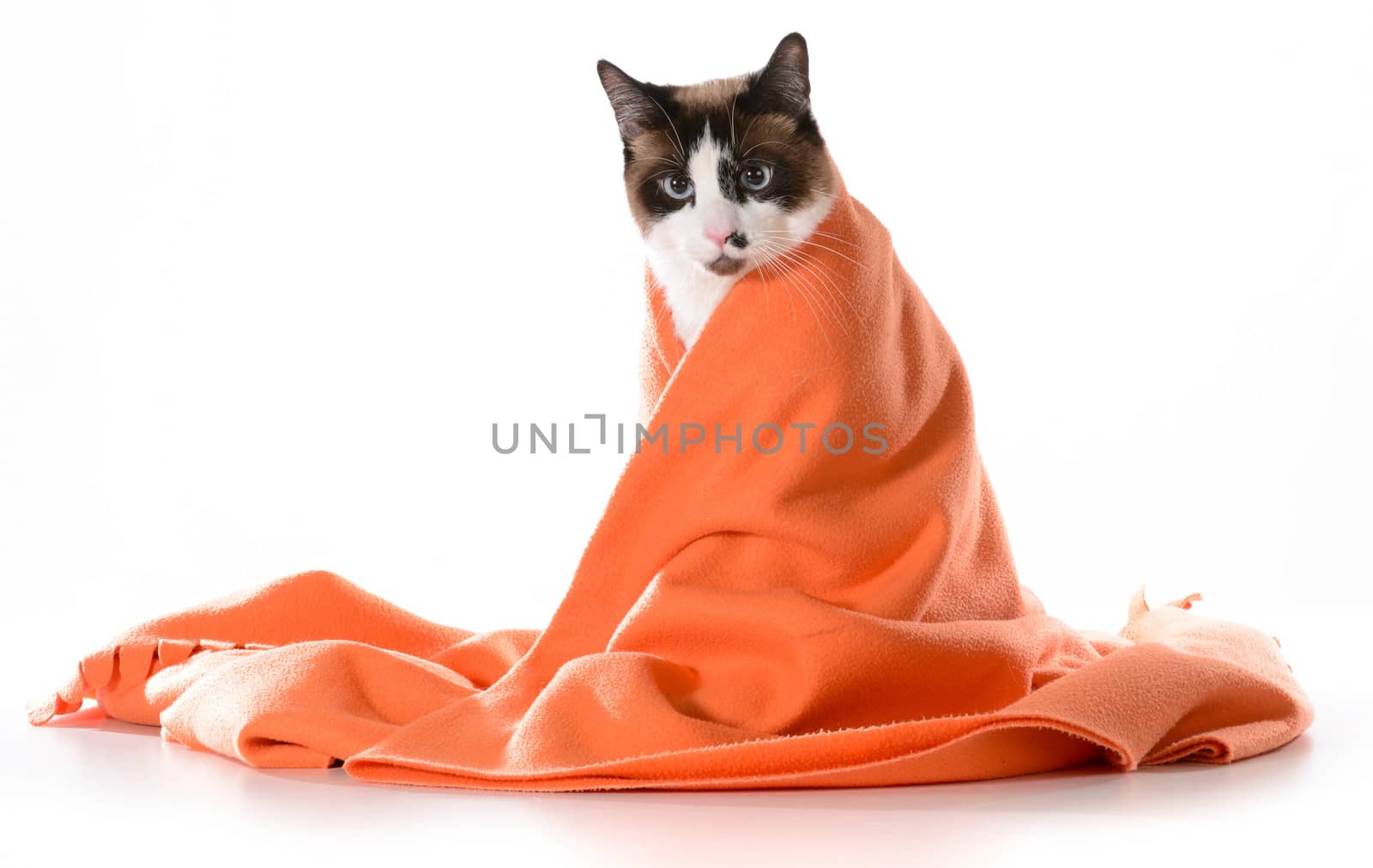 cat under cover by willeecole123