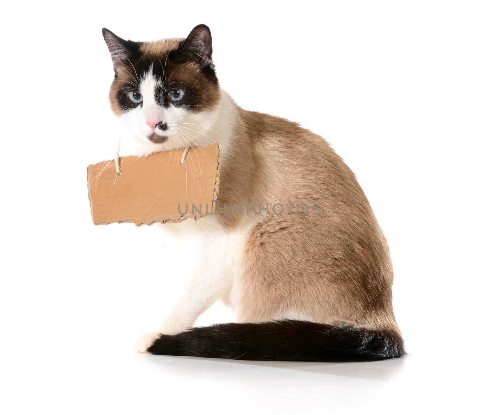 cat communication - ragdoll cat wearing a cardboard sign isolated on white background
