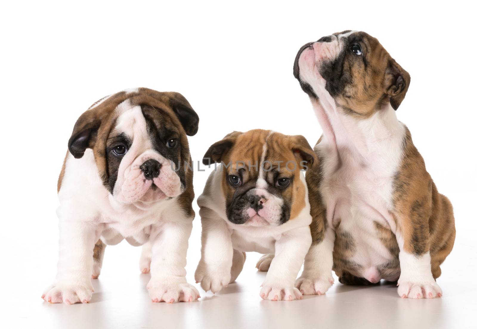 litter of bulldog puppies isolated on white background - 8 weeks old
