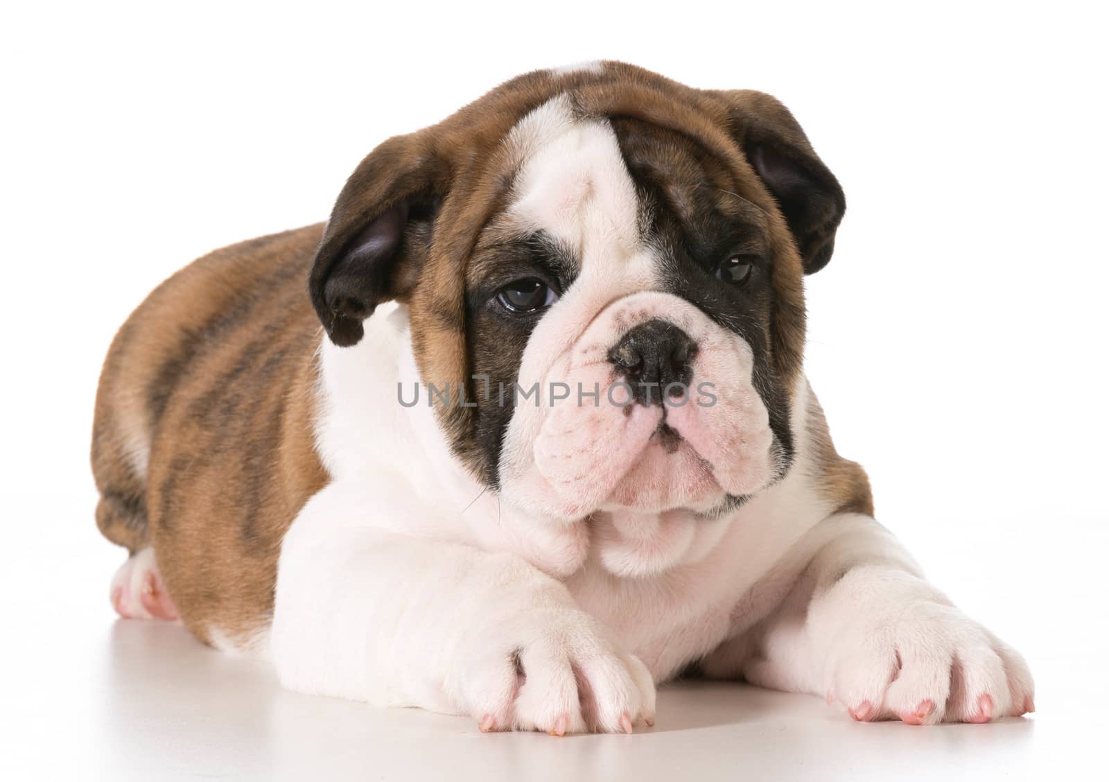english bulldog puppy laying down isolated on white background