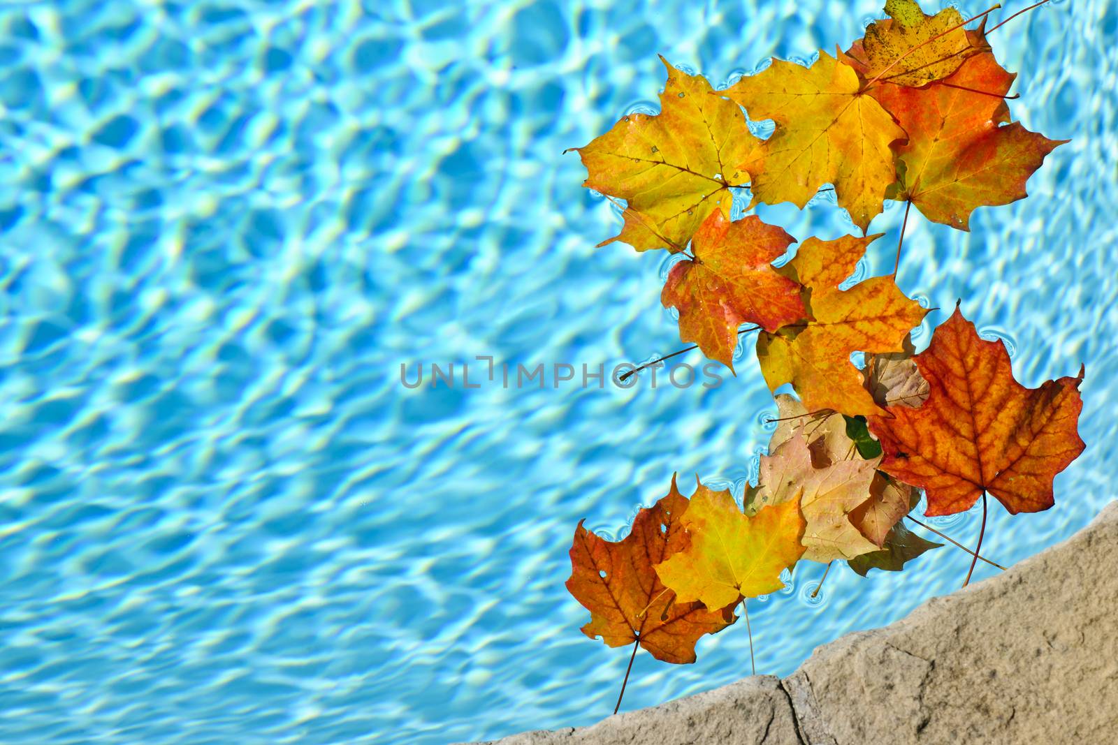 Fall leaves floating in pool by elenathewise