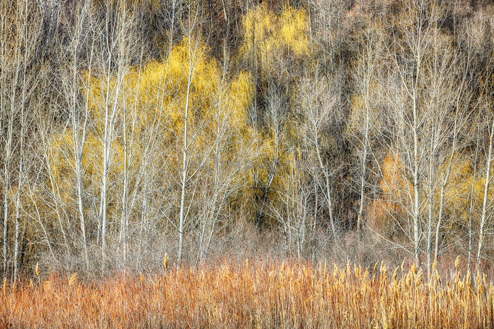 Late autumn forest at Scarborough Bluffs in Toronto, Canada.