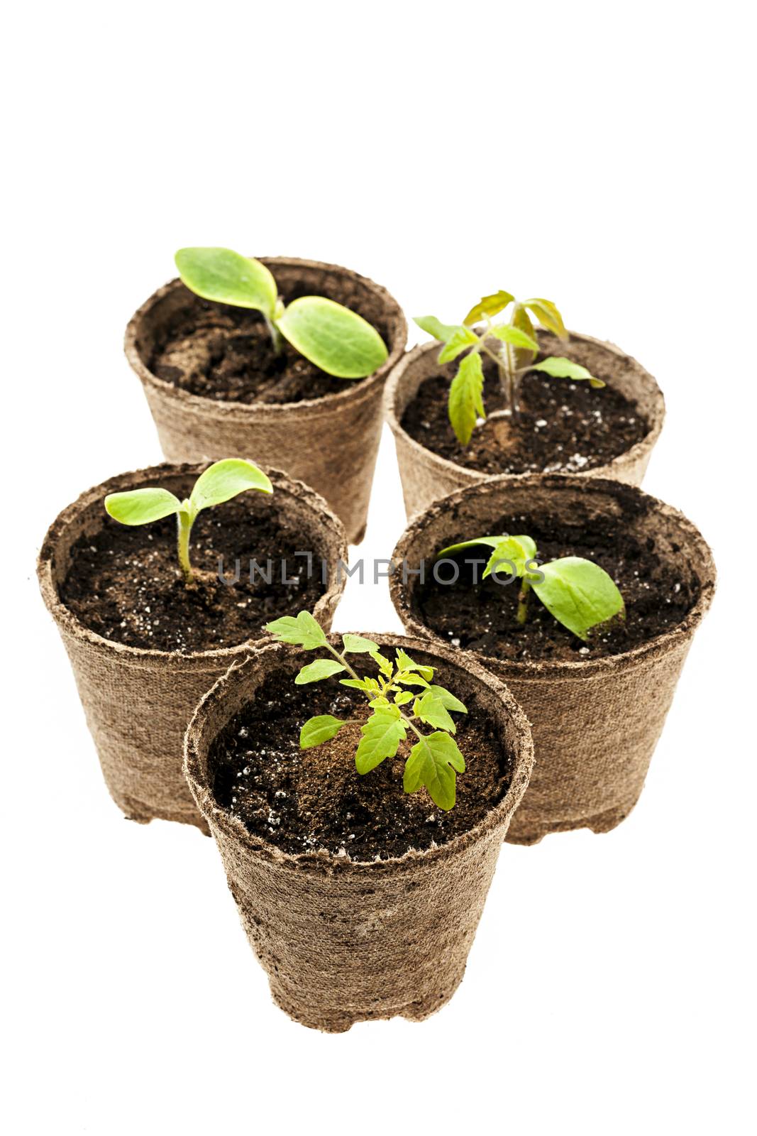 Several potted seedlings growing in biodegradable peat moss pots isolated on white background