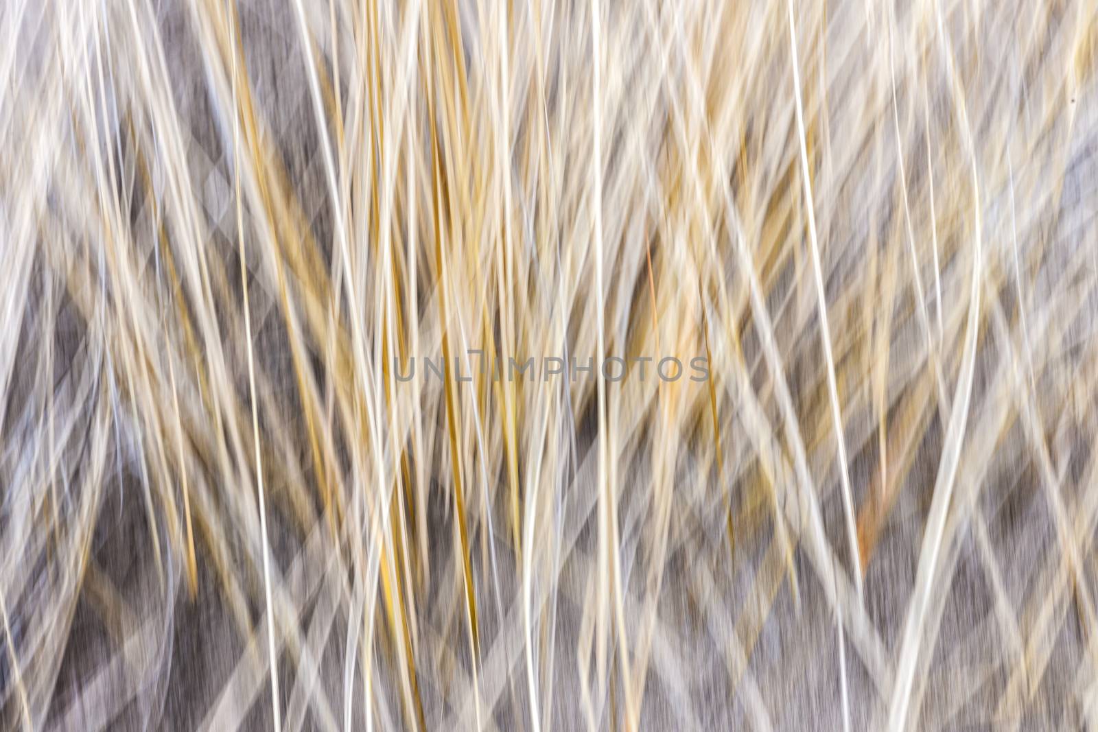 Winter grass abstract by elenathewise