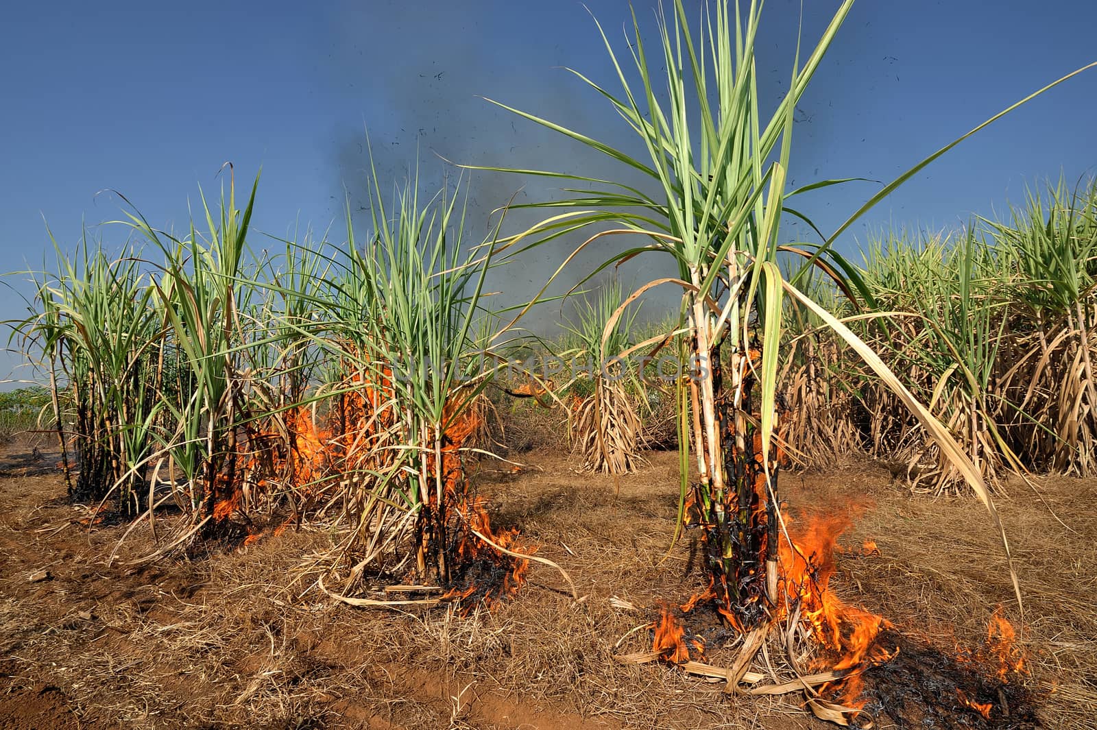 Sugarcane on Fire in thailand by think4photop