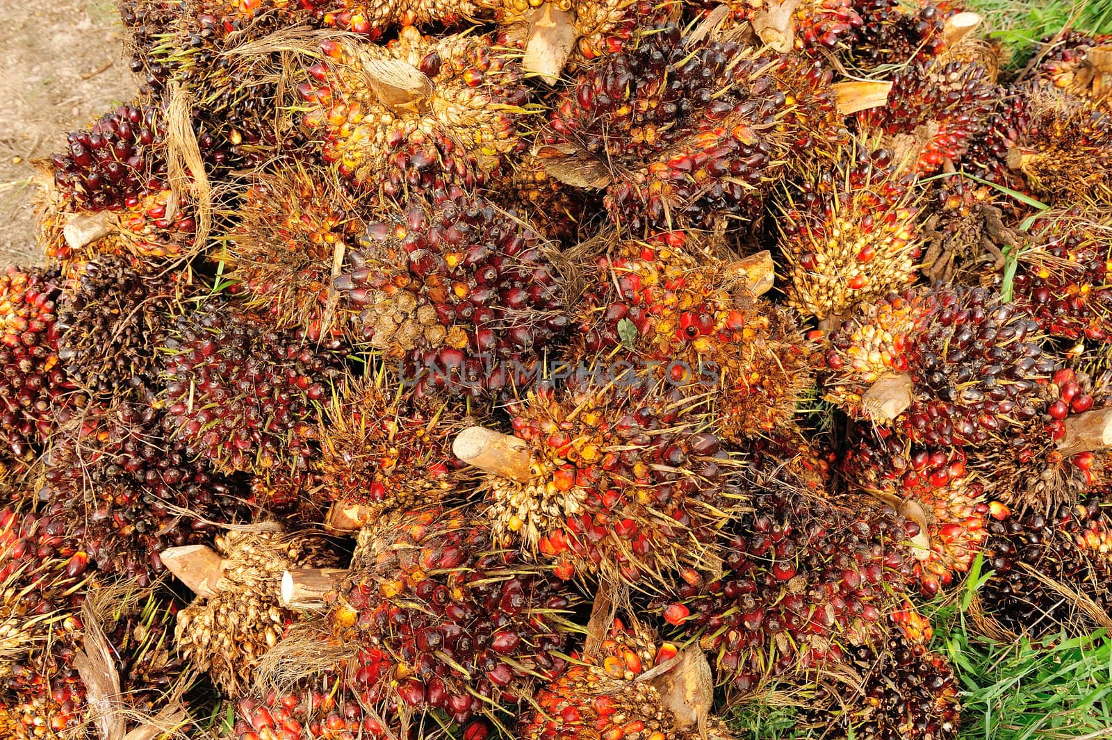 Palm Oil Fruits on the floor by think4photop