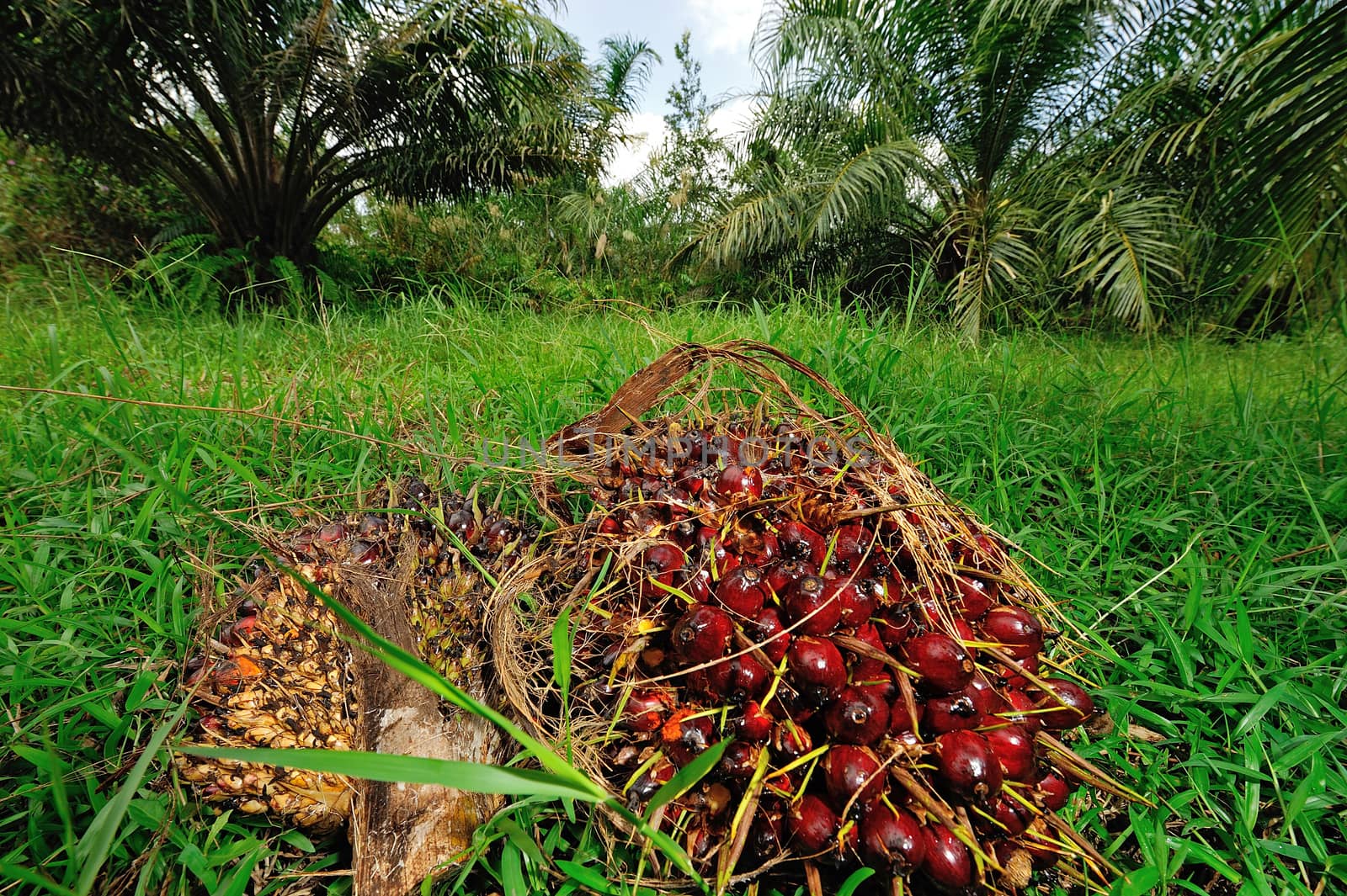 fresh palm oil fruit in palm garden by think4photop