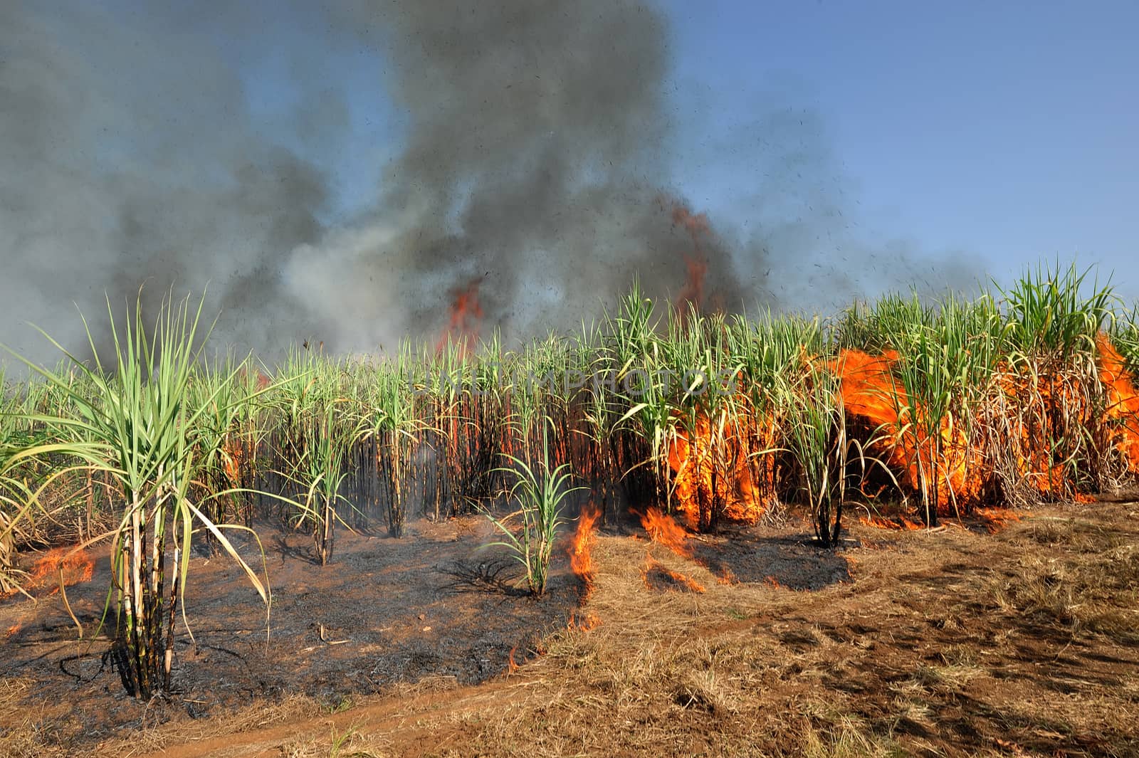 Sugarcane on Fire in thailand