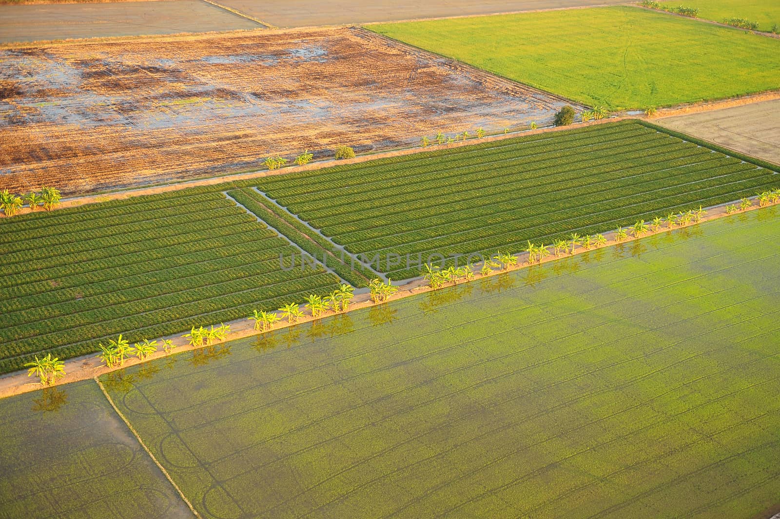 Bird eye view of rice field in Thailand