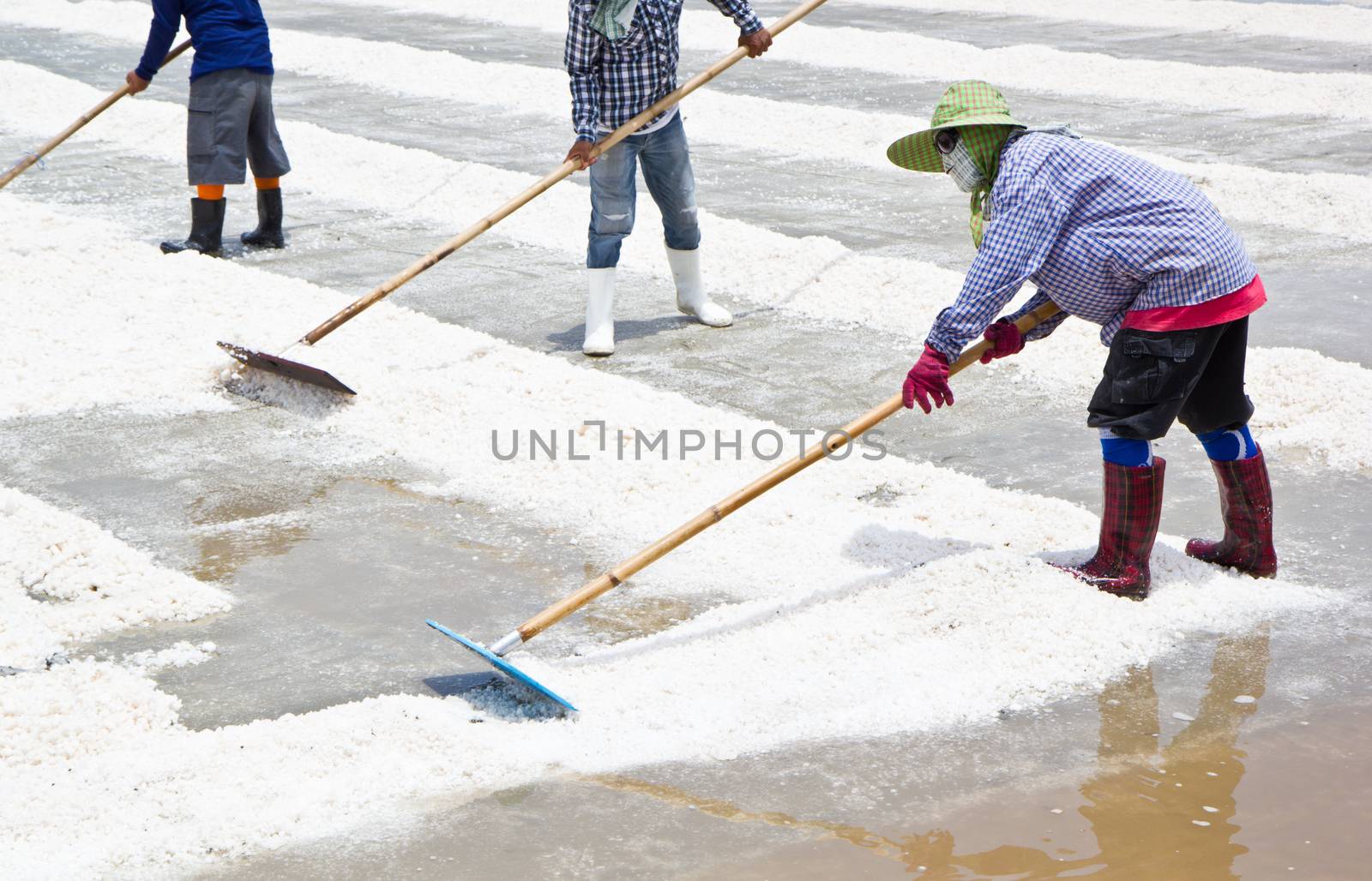 salt collecting in salt farm in Thailand by tisskananat