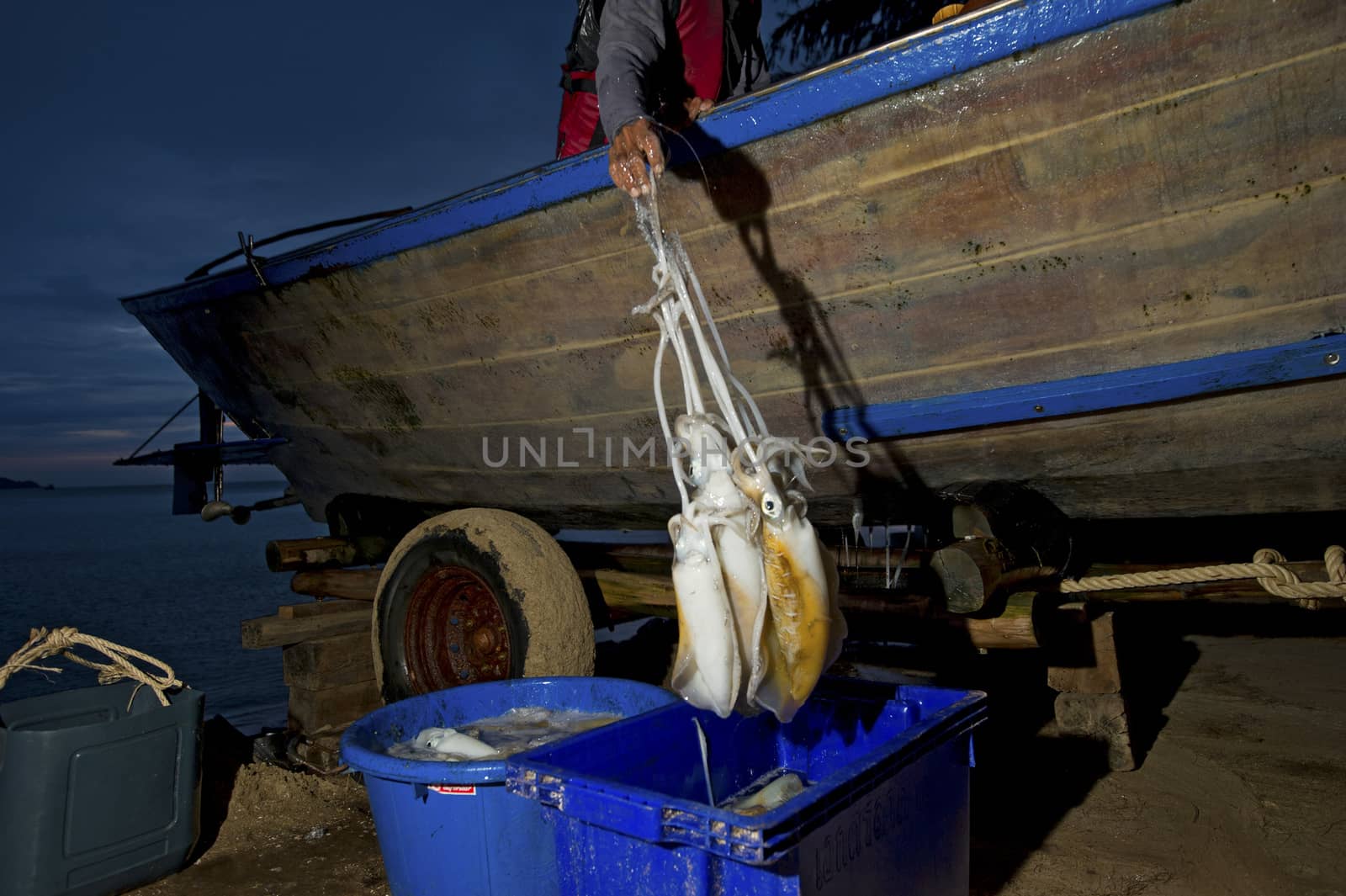 Fisherman holding squids in his hands by think4photop