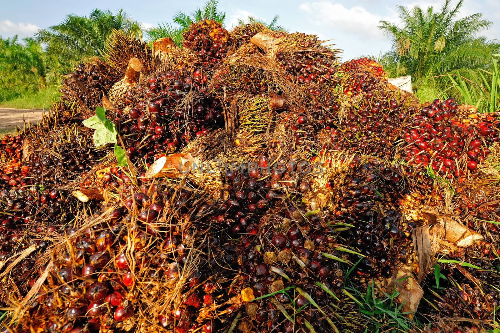 fresh palm oil fruit from truck.