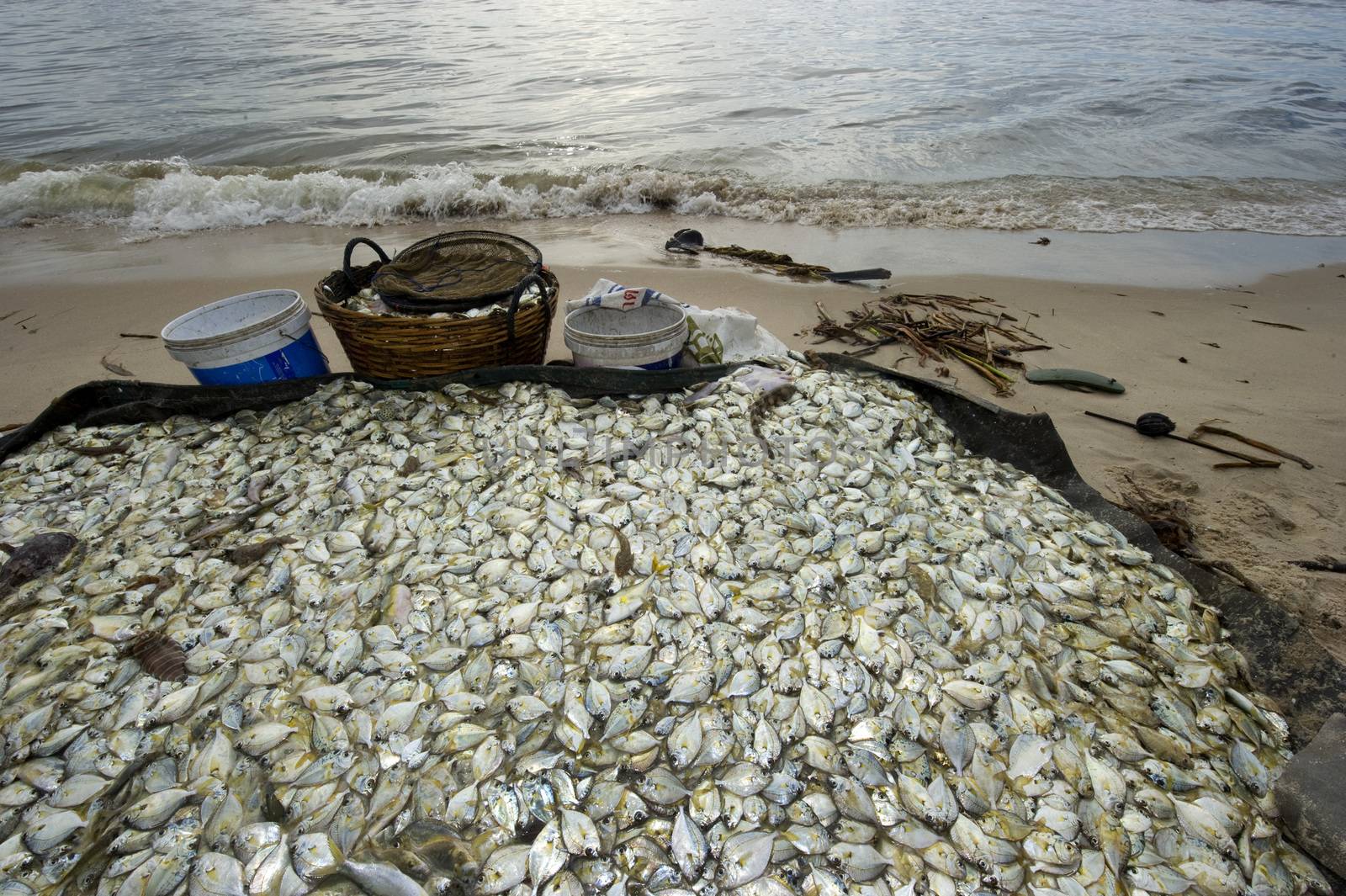 The caught fish on the beach by think4photop