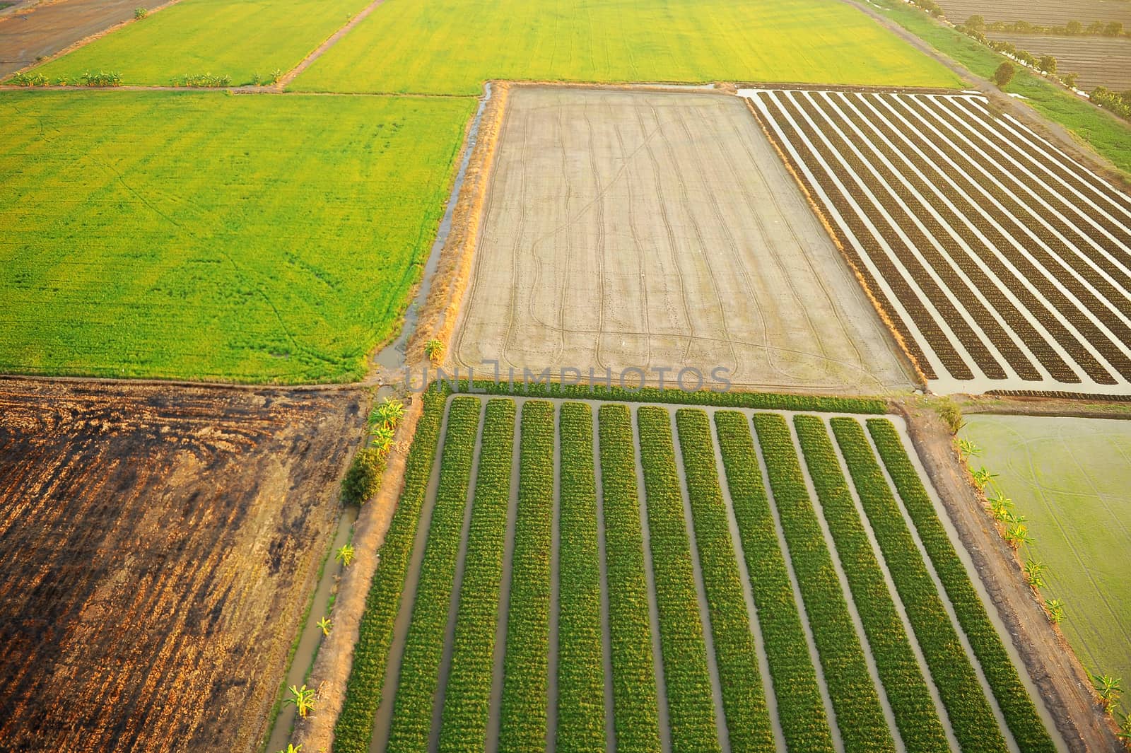 Bird eye view of rice field in Thailand by think4photop