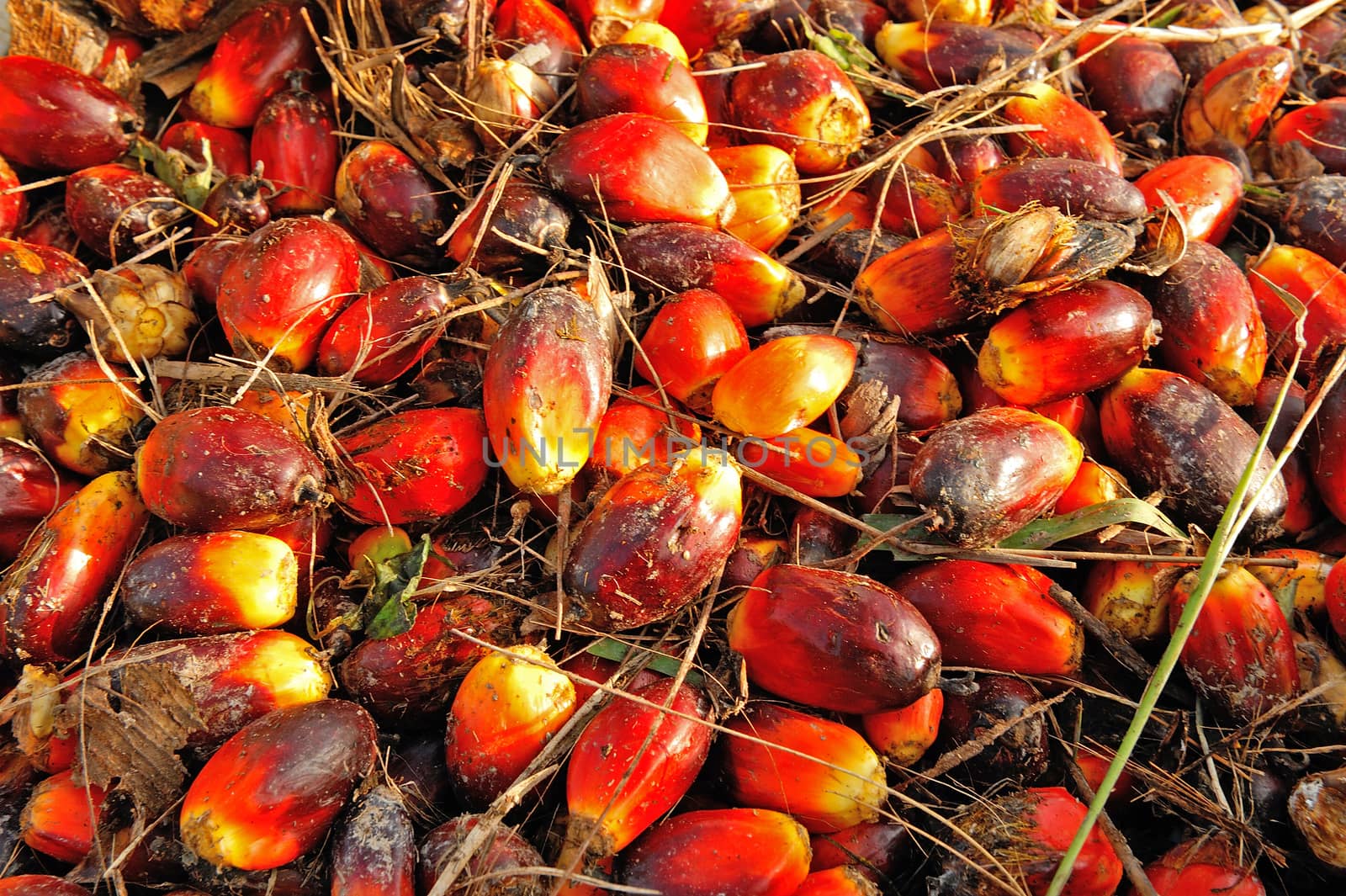 fresh palm oil fruit from truck. by think4photop