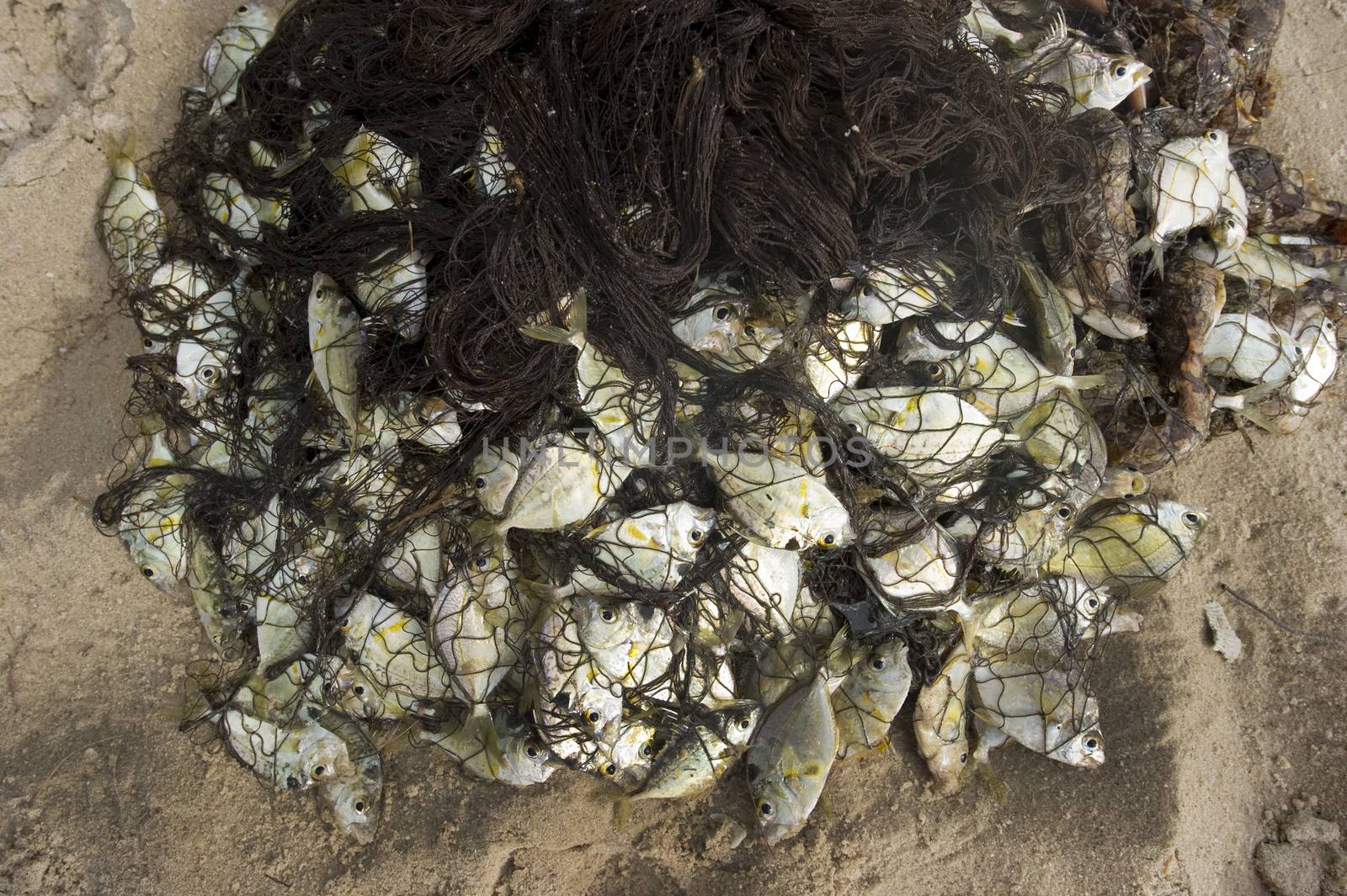 The caught fish on the beach by think4photop