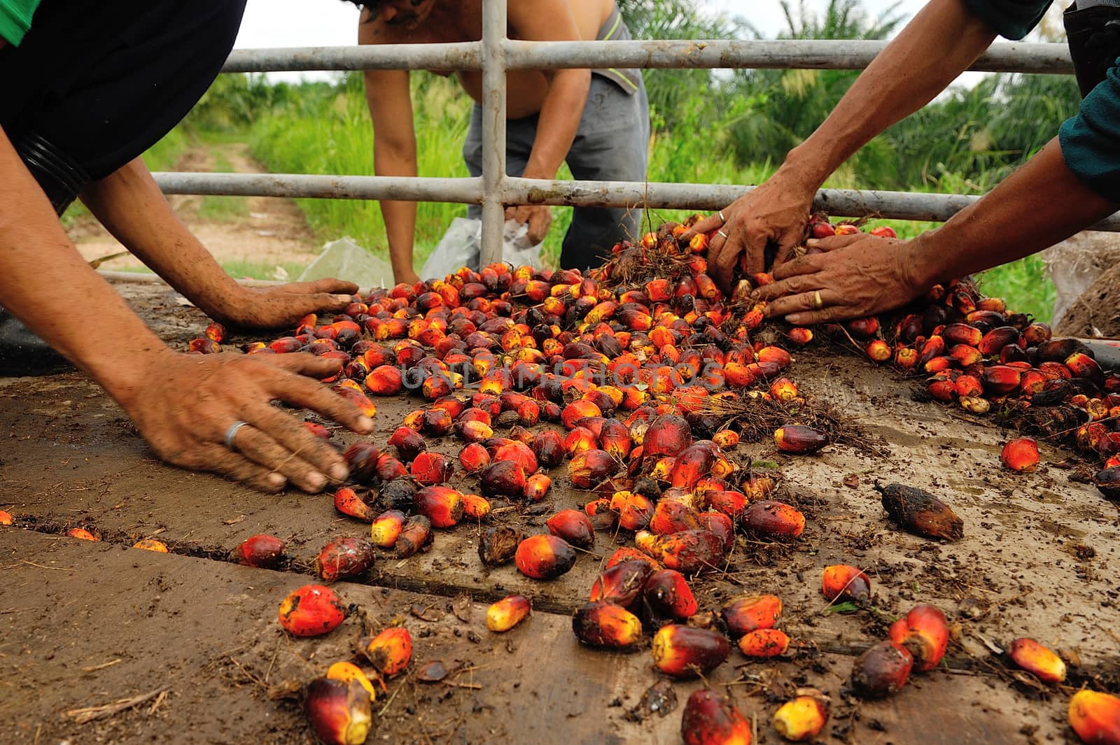 fresh palm oil fruit from truck. by think4photop