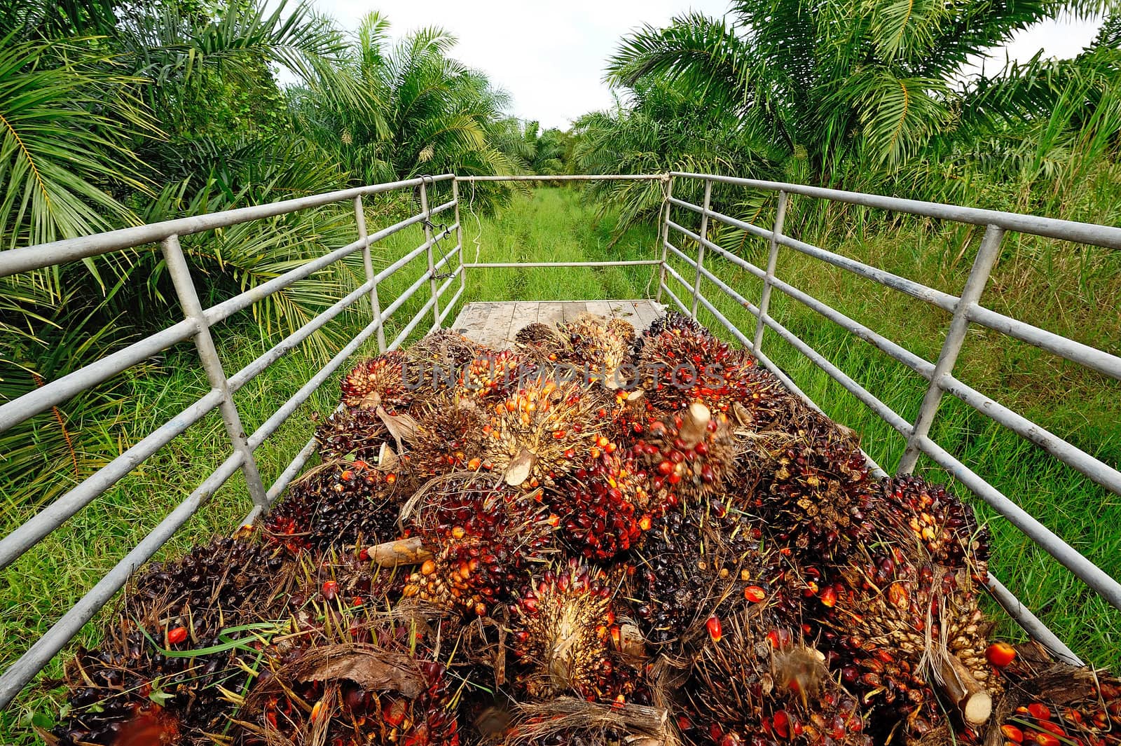 fresh palm oil fruit from truck.