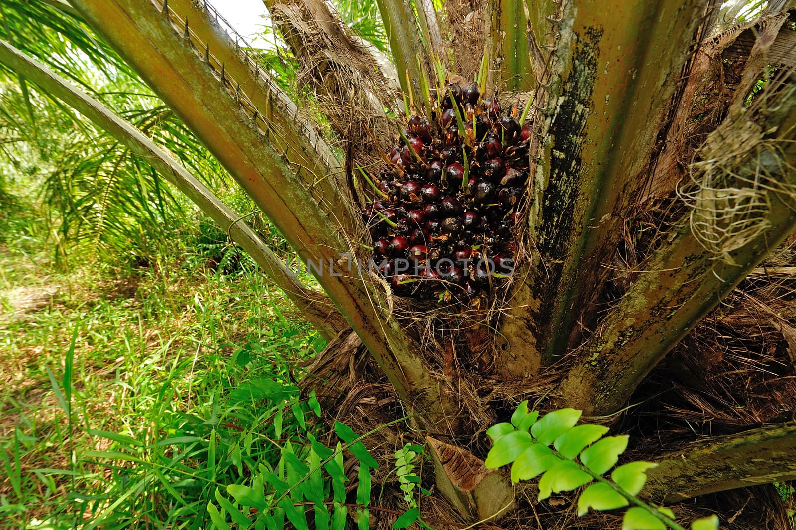 fresh palm oil fruit by think4photop