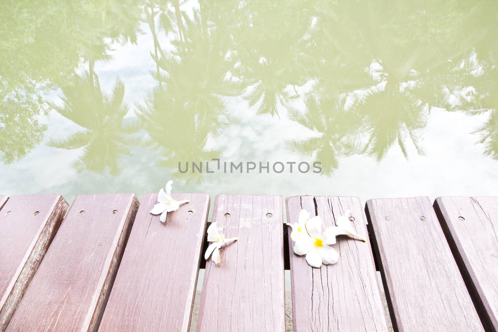 falling frangipani on the wooden bridge beside the river by tisskananat
