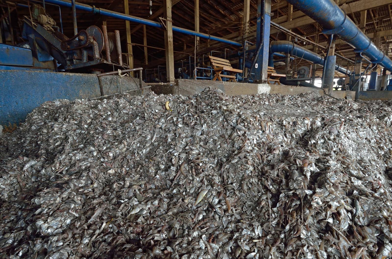 industrial fish in fish meal factory