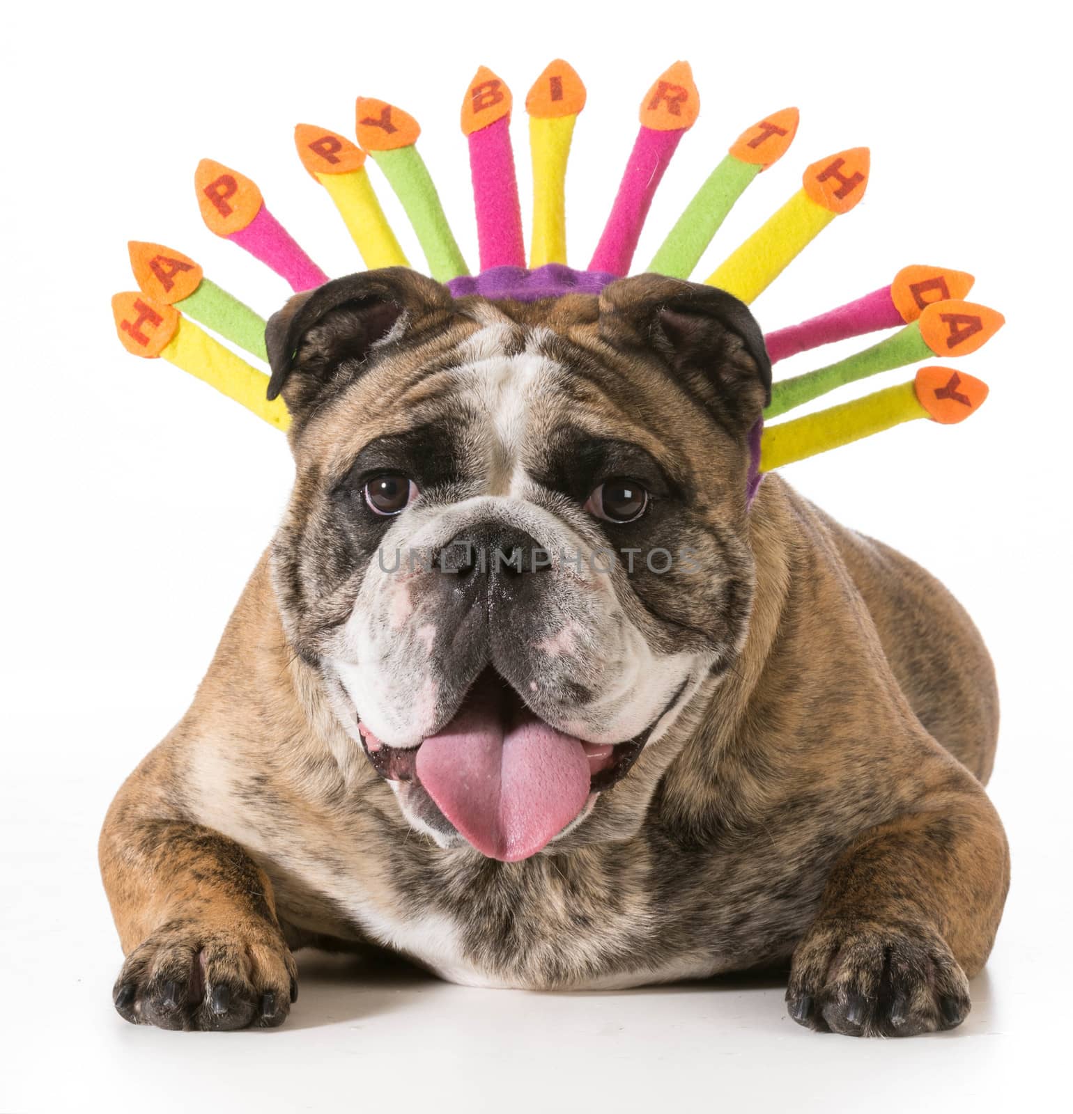 birthday dog - english bulldog wearing happy birthday hat - 2 year old brindle male