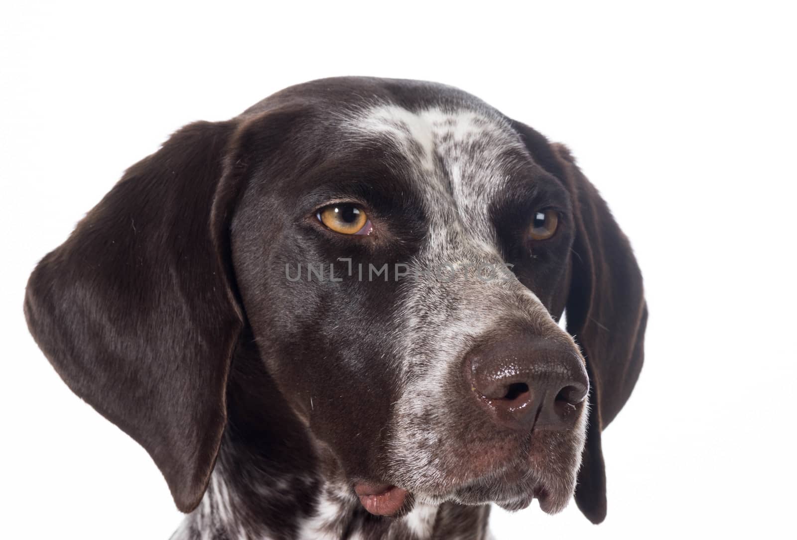 head study of a german short haired pointer