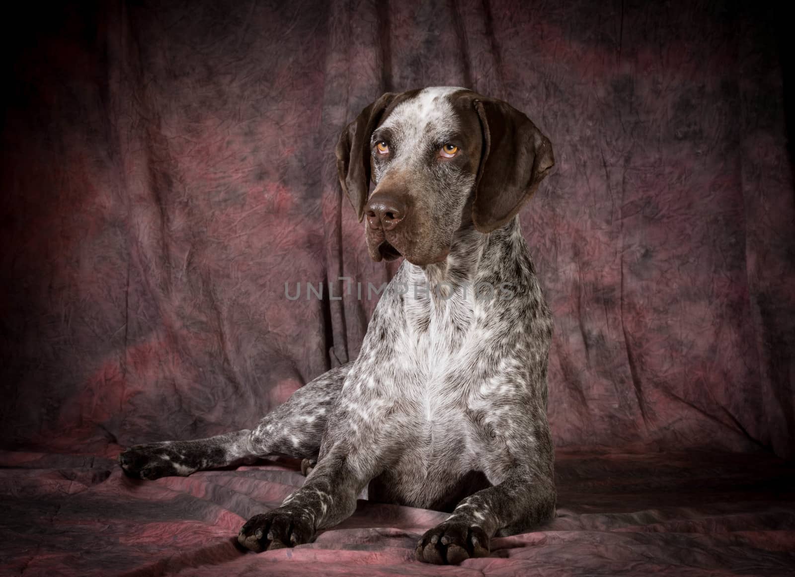 german shorthaired pointer laying down on purple background