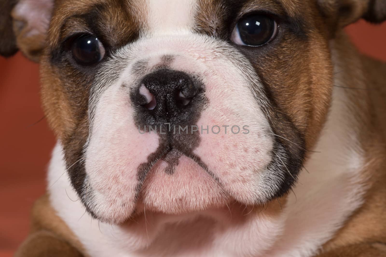 english bulldog puppy close up - 10 weeks old
