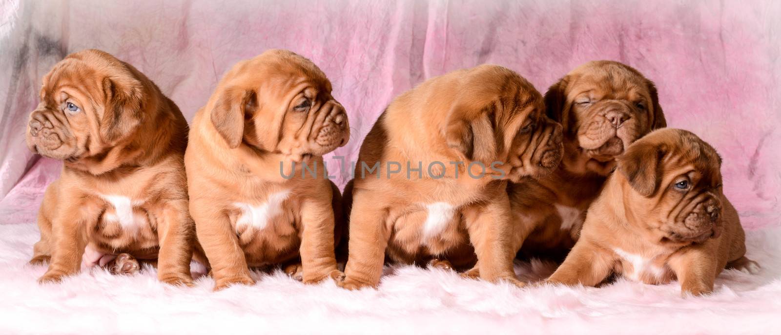 litter of dogue de bordeaux puppies - 5 weeks old