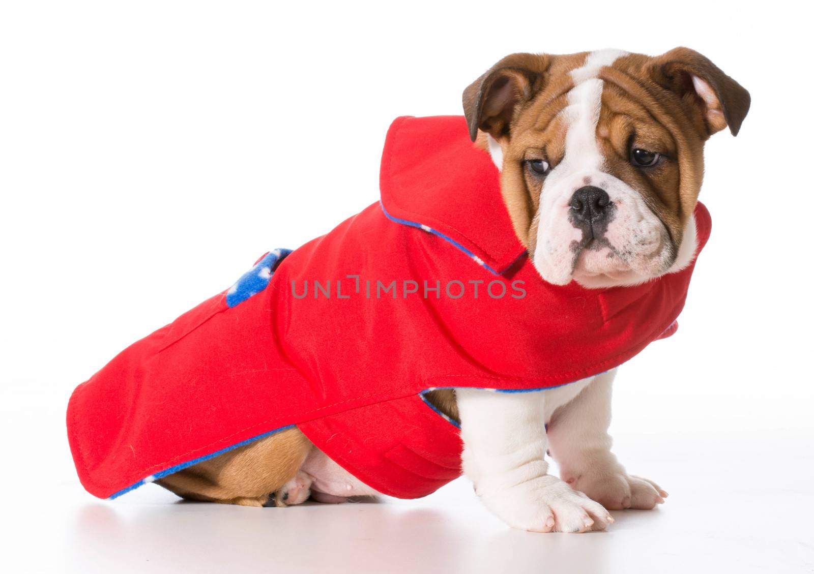 dog wearing coat by willeecole123