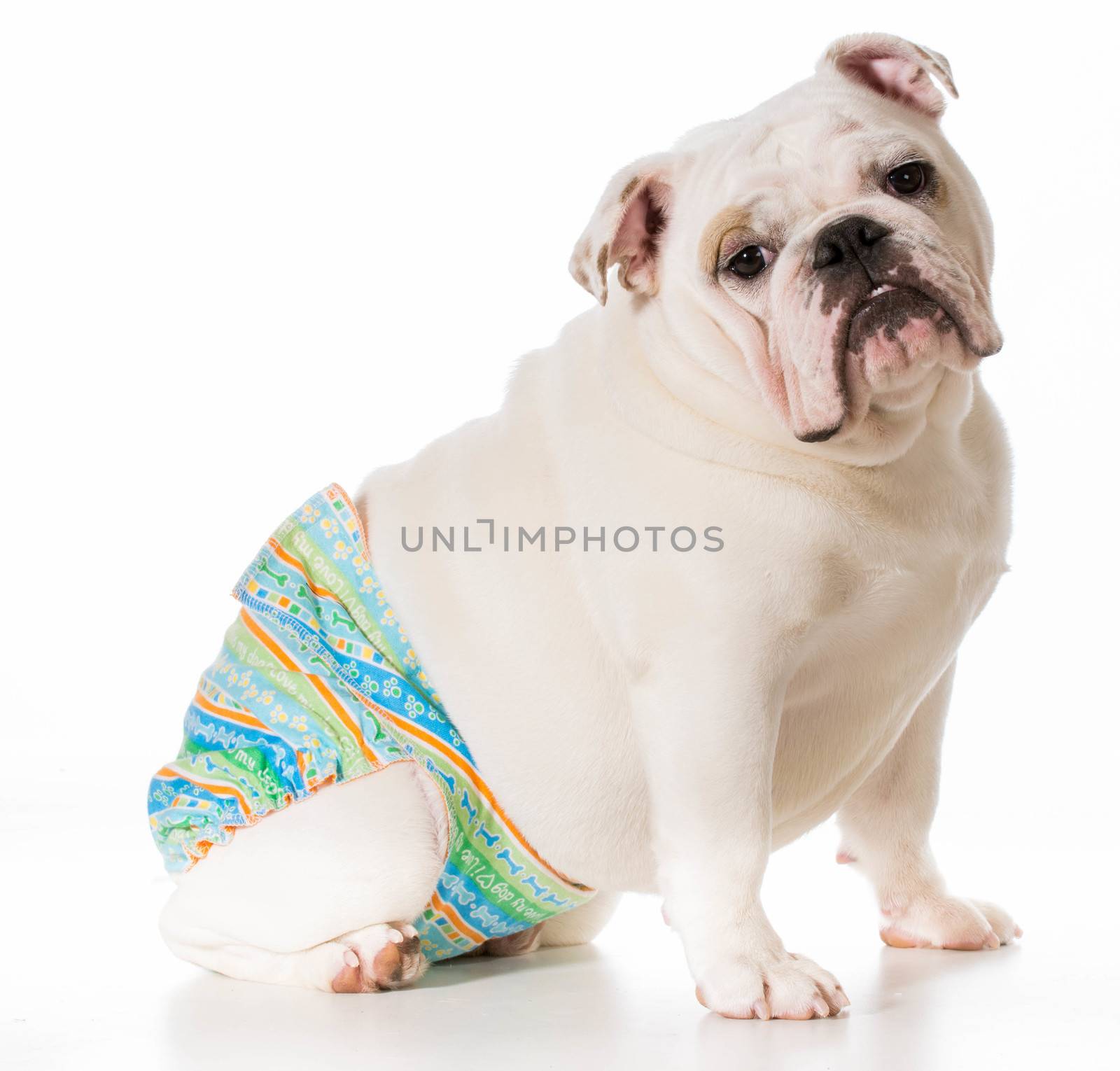 dog in heat or season wearing protective pants isolated on white background
